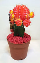 Cactus - Single