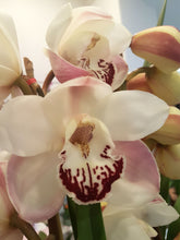 Quality Cymbidium Orchids
