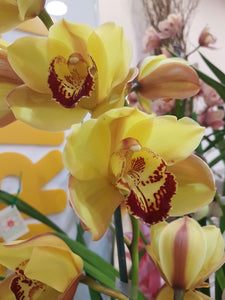 Quality Cymbidium Orchids