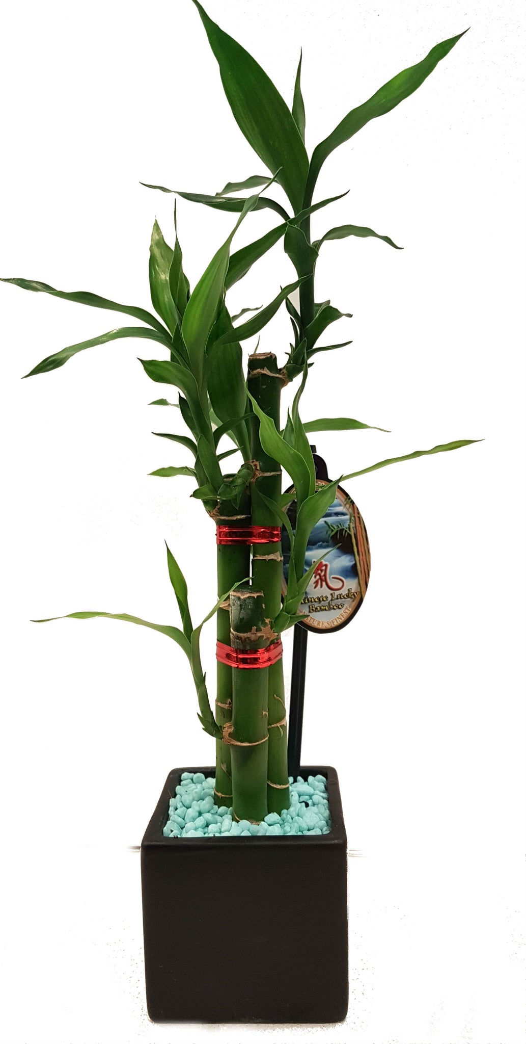 lucky bamboo sydney Lucky Bamboo
