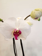 Flowering Orchid Pot Plant