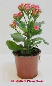 Kalanchoe Pot Plant