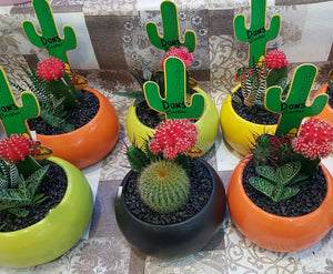 Cactus in ceramic pot