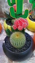 Cactus in ceramic pot