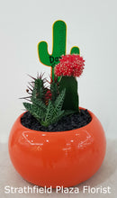 Cactus in ceramic pot