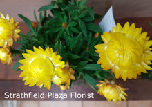 Paper Daisy Flower - Pot Plant
