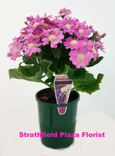 Cineraria Pot Plant