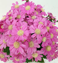 Cineraria Pot Plant