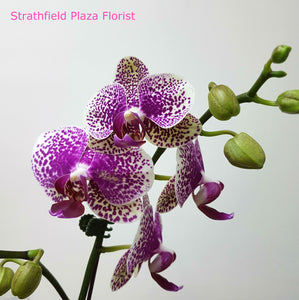 Flowering Orchid Pot Plant