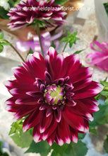 Dahlia Pot Plant