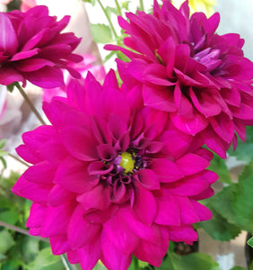 Dahlia Pot Plant