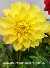 Dahlia Pot Plant