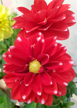 Dahlia Pot Plant