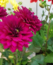 Dahlia Pot Plant