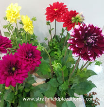 Dahlia Pot Plant